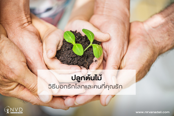 รวมต้นไม้ดักจับฝุ่นละออง ช่วยกรองอากาศ ลดฝุ่นภายในบ้าน 